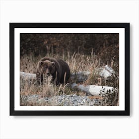 Large Grizzly Bear Art Print