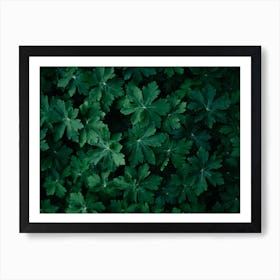 Lush Green Close Up Colour Nature Photography Art Print