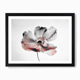 Black And White Flower Art Print