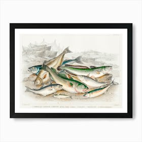 Common Cod, Haddock, Whiting, Coal Fish, Ling, Holibut, Mackerel, And Smelt Or Spirling, Oliver Goldsmith Art Print