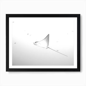 Eagle Ray In B&W Art Print