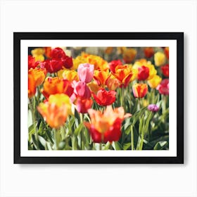 Bright Red Tulips Art Print