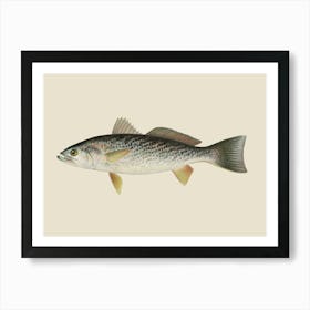 Vintage Denton Weakfish (trout) On A Cream Background Art Print