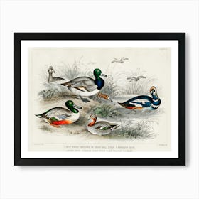 Blue Winged Shoveler Or Broad Bill, Teal, Harlequin Duck, Scaup Duck, Female Scaup Duck, And Red Headed Pochard, Oliver Goldsmith Art Print