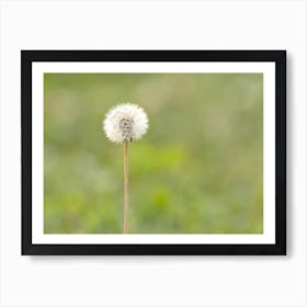 White Dandelion Art Print