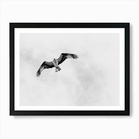 Osprey In Flight, Black and White Art Print