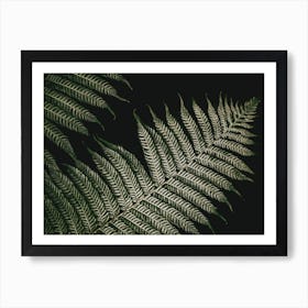 Botanical Fern 1 Black Green Art Print