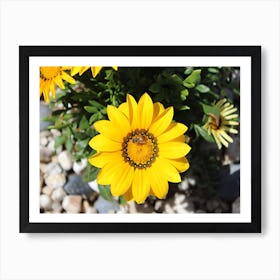 Bee On Yellow Daisy Art Print