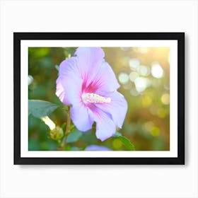 Summertime Pink Hibiscus Flower 1 Art Print