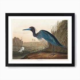 Blue Crane Or Heron, Birds Of America, John James Audubon Art Print
