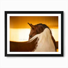 Dusty in the Desert - Al Wathba Abu Dhabi UAE Horse photo print - moody animal photography Art Print Art Print