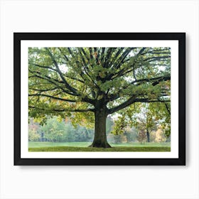 Green Autumn Tree Art Print