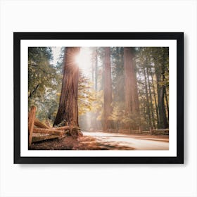 Misty Redwood Forest Art Print