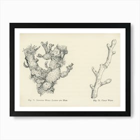 Vintage Illustration Of Clean Wood, Infested Wood, Lichen, Moss, John Wright Art Print