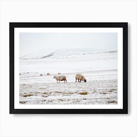 Snowy Sheep Landscape Art Print