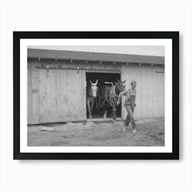 Ray Halstead, Fsa (Farm Security Administration) Rehabilitation Borrower, Leading His Team Out Of The Barn Art Print