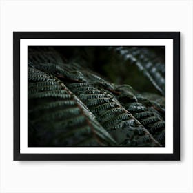 New Zealand Ferns In The Forest Art Print