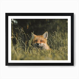 Red Fox Hiding In Grass Art Print