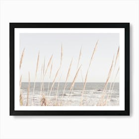 Beach Reeds_2192487 Art Print