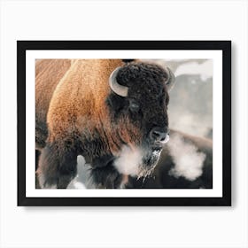Winter Bison Art Print