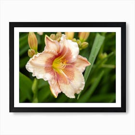 Hemerocallis Daylily Flower Art Print