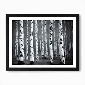 Birch Trees 49 Art Print