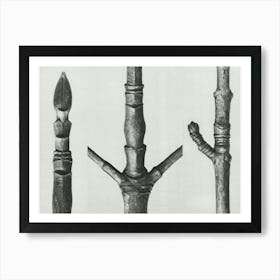 End Of Cornus Nuttallii Branch (Branch Of Dogwood) And Acer (Maple Tree Stem) (1928), Karl Blossfeldt Art Print