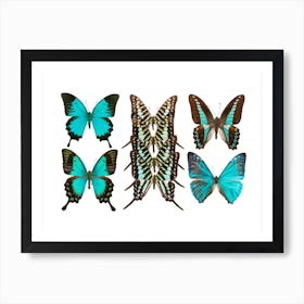 Collection Of Blue Butterflies Art Print