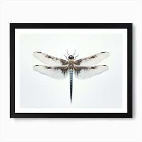 Dragonfly Common Baskettail Epitheca 6 Art Print