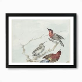 Three Birds Perched On A Branch 2 Art Print