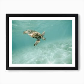 Ocean Sea Turtle Art Print