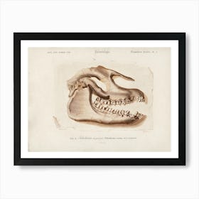 Odd Toed Ungulate, Charles Dessalines D'Orbigny Art Print