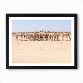 A Herd Of Camels At A Livestock Market In Beletweyne, Somalia Art Print