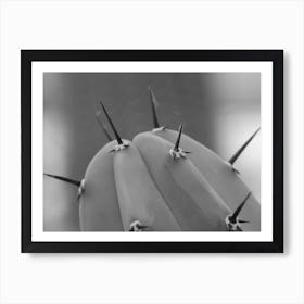 Black & White Close Up Cactus Art Print