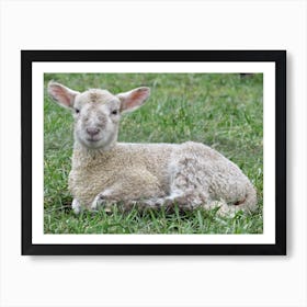 Baby sheep Lamb In The Grass Art Print