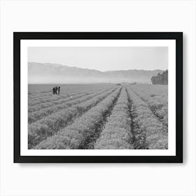 Salinas, California, Intercontinental Rubber Producers, Four Year Old Guayule Plants, An Acre Of Mature Art Print