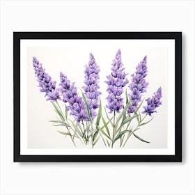 Lavender Flowers Drawing Art Print