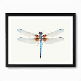 Dragonfly Blue Eyed Darner Aeshna Illustration Minimal 2 Art Print