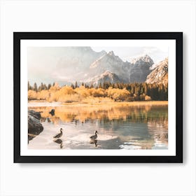 Ducks Morning Swiming, Italian Alps Art Print