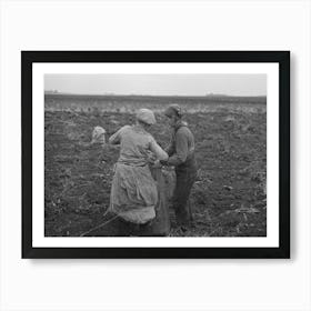 Untitled Photo, Possibly Related To Emptying Potatoes From Baskets Into Bags, Each Bag Takes Two Baskets An Art Print