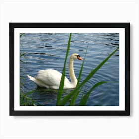 Swan In Water Art Print