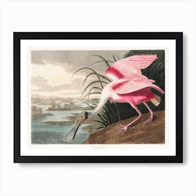 Pink Roseate Spoonbill Art Print