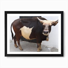 Oxen one Art Print