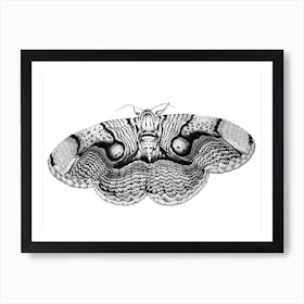 Brahmin Moth Art Print