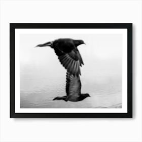 Black And White Phography. Two Black Birds. Horizontal Version Art Print