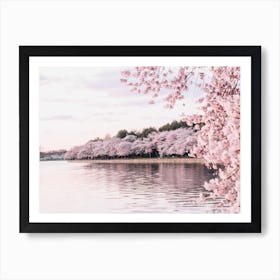 Cherry Blossoms Along River Art Print