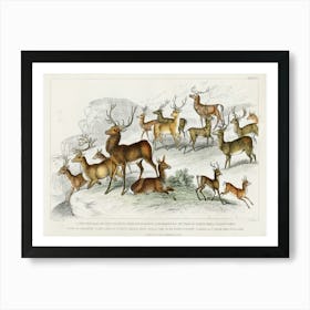 Collection Of Various Deers, Oliver Goldsmith Art Print