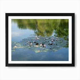 Water lilies and reflection in the calm water Art Print