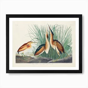 Least Bittern, Birds Of America, John James Audubon Art Print