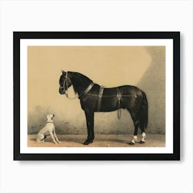 Horse And Dog 1 Art Print